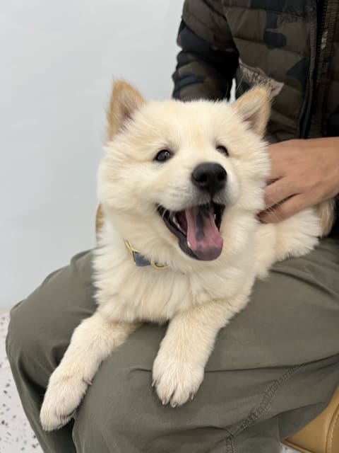A fluffy cream puppy, mouth open, resting its paws on someone’s knee.