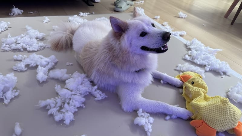 A cream dog lying proudly on a floor covered in stuffing, next to a yellow toy duck.